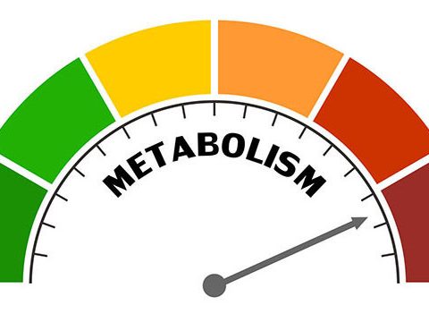 junk-food-metabolism-final