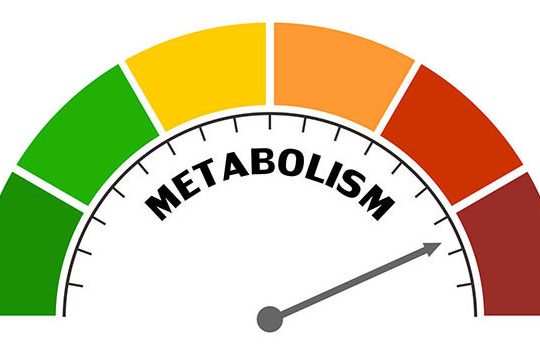 junk-food-metabolism-final